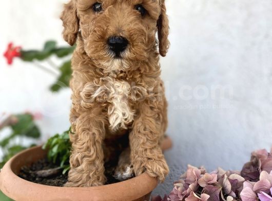 Safkan Red Brown  Poodle Yavrularımız