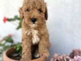 Safkan Red Brown  Poodle Yavrularımız