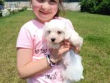 Maltese Yavrular