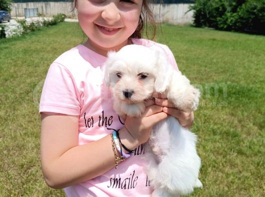 Maltese Yavrular görsel