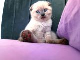 Kocaeli Kedi Sahiplendirme