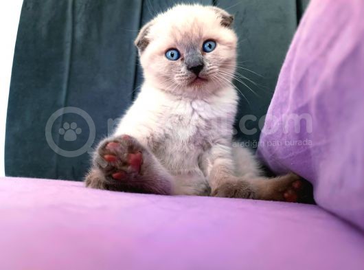Kocaeli Kedi Sahiplendirme görsel
