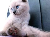Kocaeli Kedi Sahiplendirme