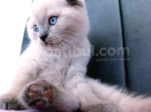 Kocaeli Kedi Sahiplendirme görsel