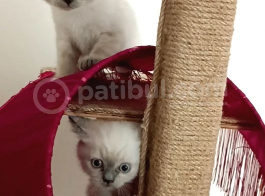 Kocaeli Kedi Sahiplendirme görsel