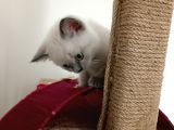 Kocaeli Kedi Sahiplendirme