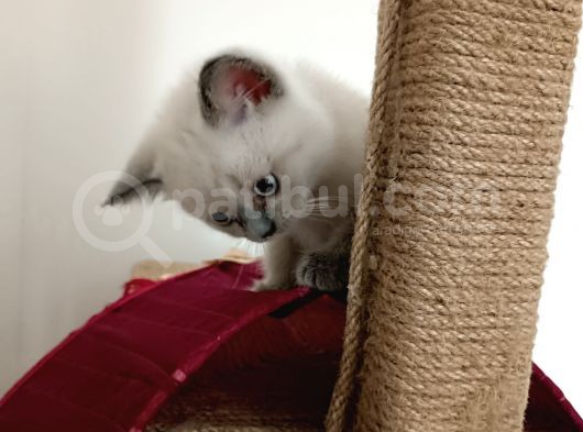 Kocaeli Kedi Sahiplendirme görsel