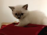 Kocaeli Kedi Sahiplendirme