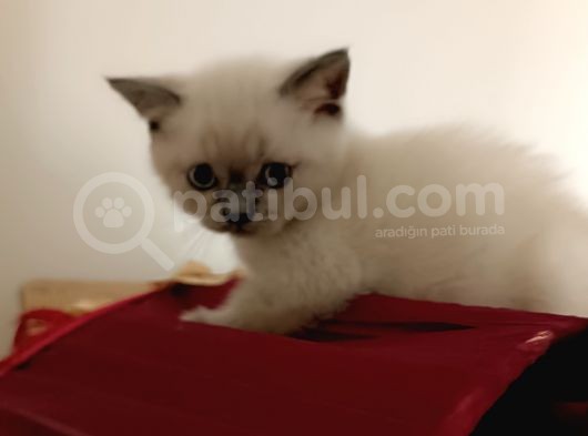 Kocaeli Kedi Sahiplendirme
