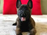K9 Belçika Malinois Yavrularımız