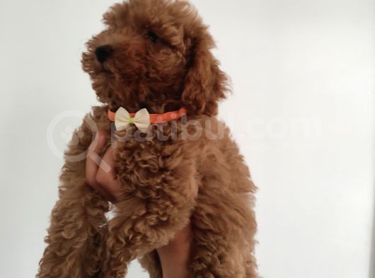 Teslime Hazır Toy Poodle Yavrumuz görsel