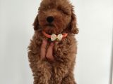 Teslime Hazır Toy Poodle Yavrumuz