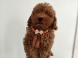 Teslime hazır toy poodle yavrumuz