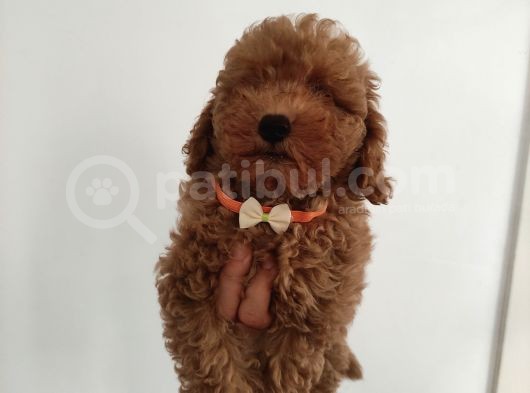 Teslime Hazır Toy Poodle Yavrumuz
