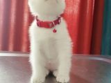 Beyaz Dişi Scottish Fold Yavrumuz