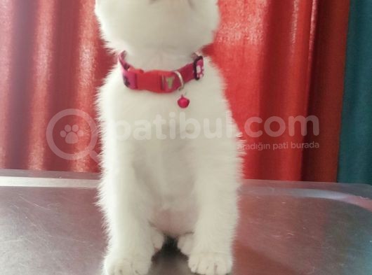 Beyaz Dişi Scottish Fold Yavrumuz görsel