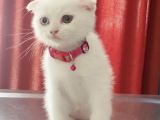 Beyaz dişi scottish fold yavrumuz