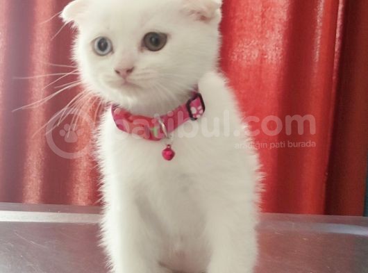 Beyaz Dişi Scottish Fold Yavrumuz