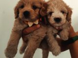 Maltipoo güzelliği yavrularımız