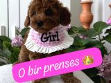 Ev Ortamında Doğan Poodle Bebişlerim