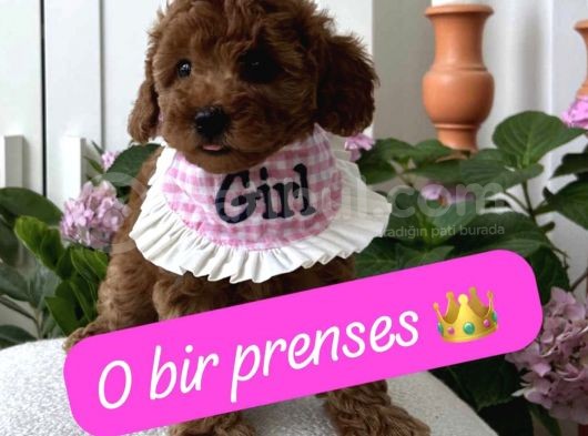 Ev Ortamında Doğan Poodle Bebişlerim görsel
