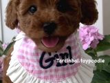 Ev Ortamında Doğan Poodle Bebişlerim