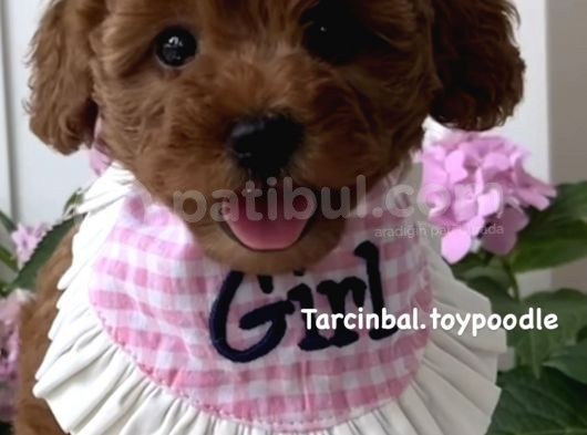 Ev Ortamında Doğan Poodle Bebişlerim görsel