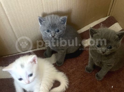 1 Aylık Yavru Kedilerimizi Sahiplendireceğiz