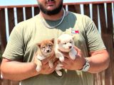 Shiba Inu Yavrularımız