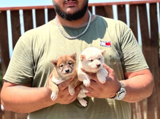 Shiba Inu Yavrularımız görsel