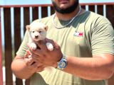 Shiba inu yavrularımız