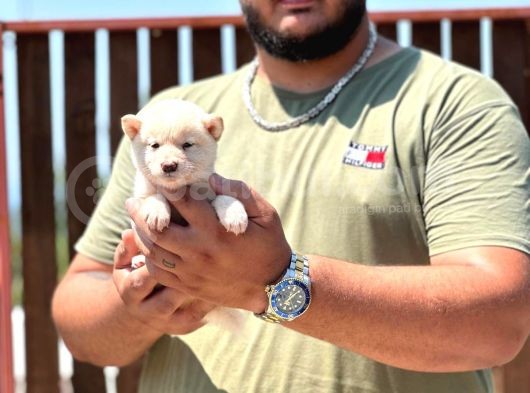 Shiba Inu Yavrularımız