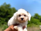 Çok Tatlı Maltese Terrier Yavrular