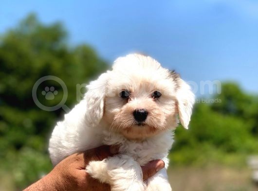 Çok Tatlı Maltese Terrier Yavrular görsel