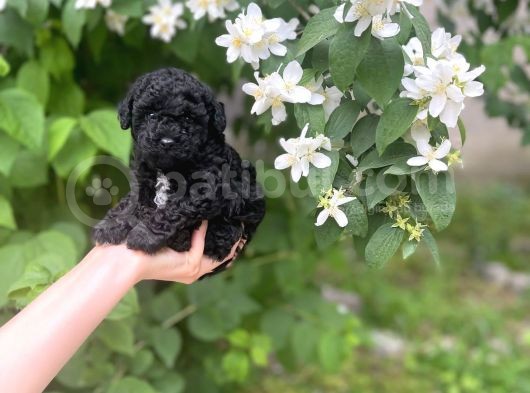 Siyah Poodle Yavruları görsel