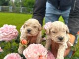 Malti̇poo Yavrular