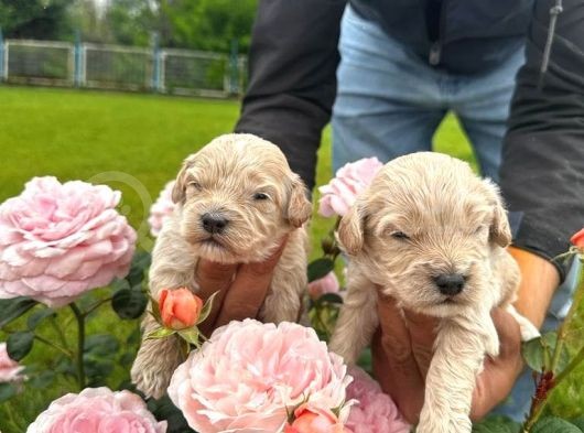 Malti̇poo Yavrular görsel
