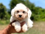 Çok Tatlı Maltese Terrier Yavrular