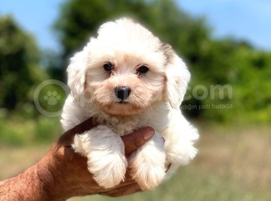 Çok Tatlı Maltese Terrier Yavrular
