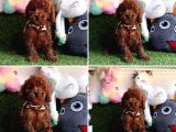 Show Kalite Toy Poodle Yavrular