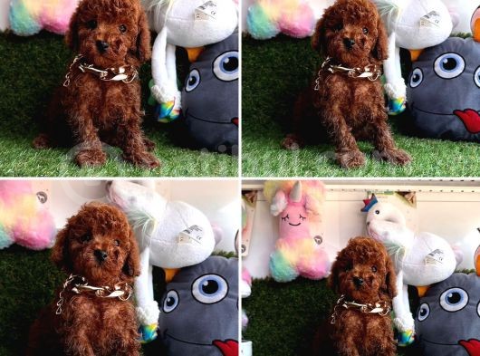 Show Kalite Toy Poodle Yavrular