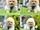 Show Kalite Pomeranian Boo Yavrular