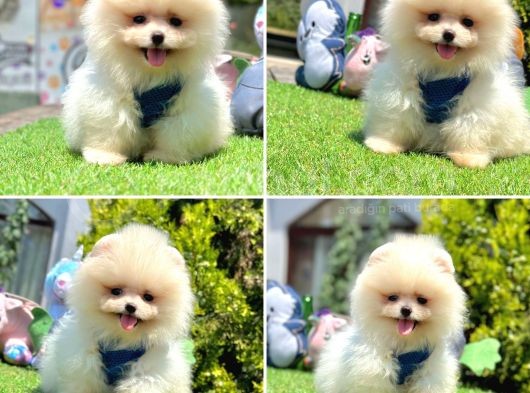 Show Kalite Pomeranian Boo Yavrular