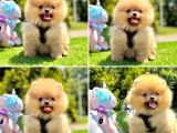 Show Kalite Pomeranian Boo Yavrular