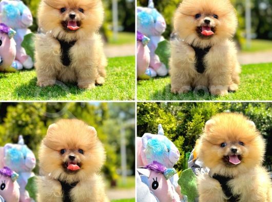 Show Kalite Pomeranian Boo Yavrular
