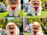Show Kalite Pomeranian Boo Yavrular