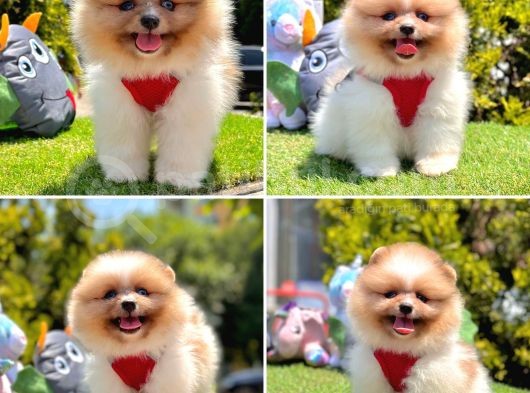 Show Kalite Pomeranian Boo Yavrular