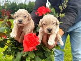 MALTİPOO YAVRULAR