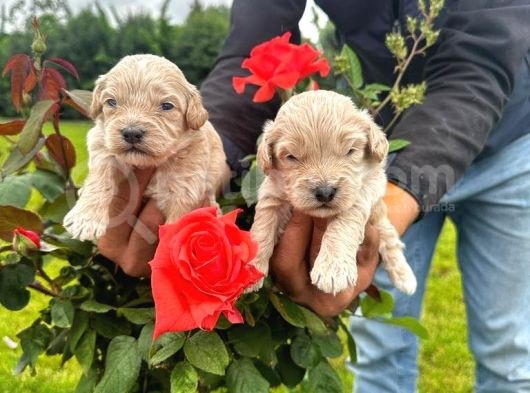 Malti̇poo Yavrular