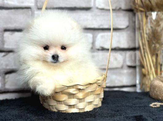 Üst Kali̇te Pomeri̇an Boo Dünyasi görsel